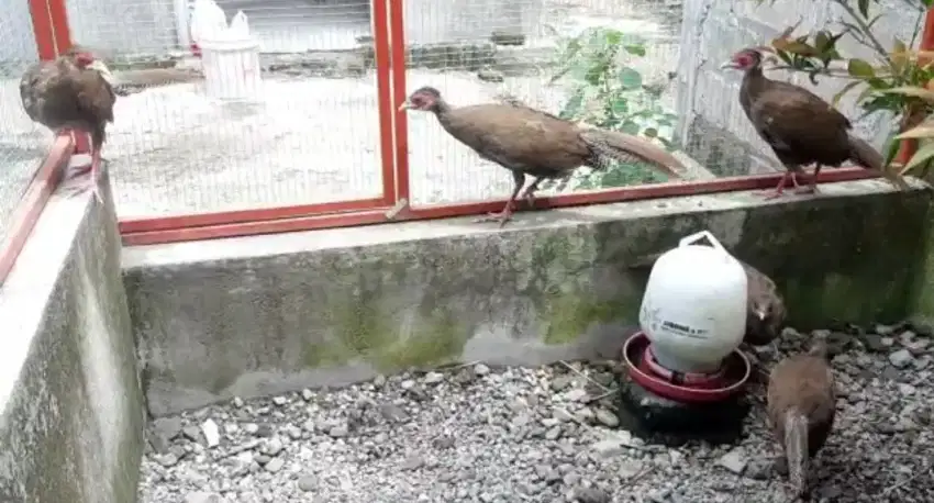 Ayam Silver Pheasant Anakan sepasang