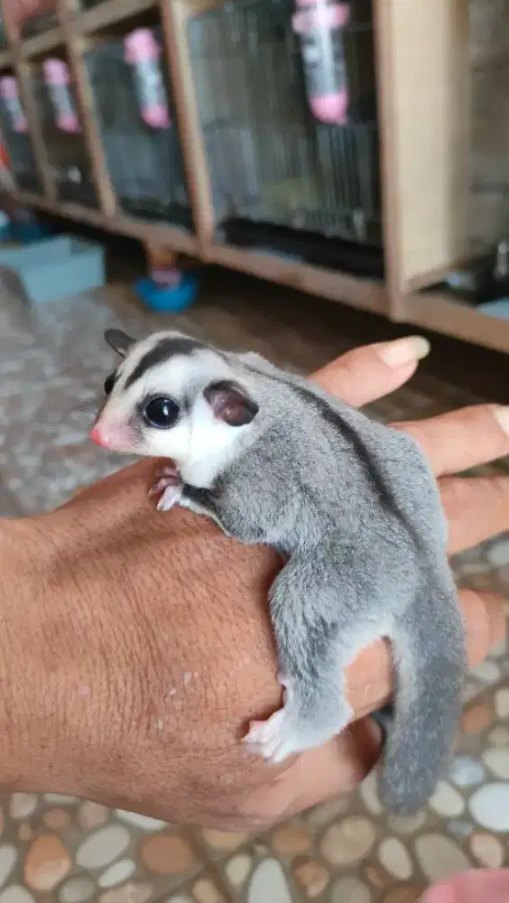 Sugarglider white face betina