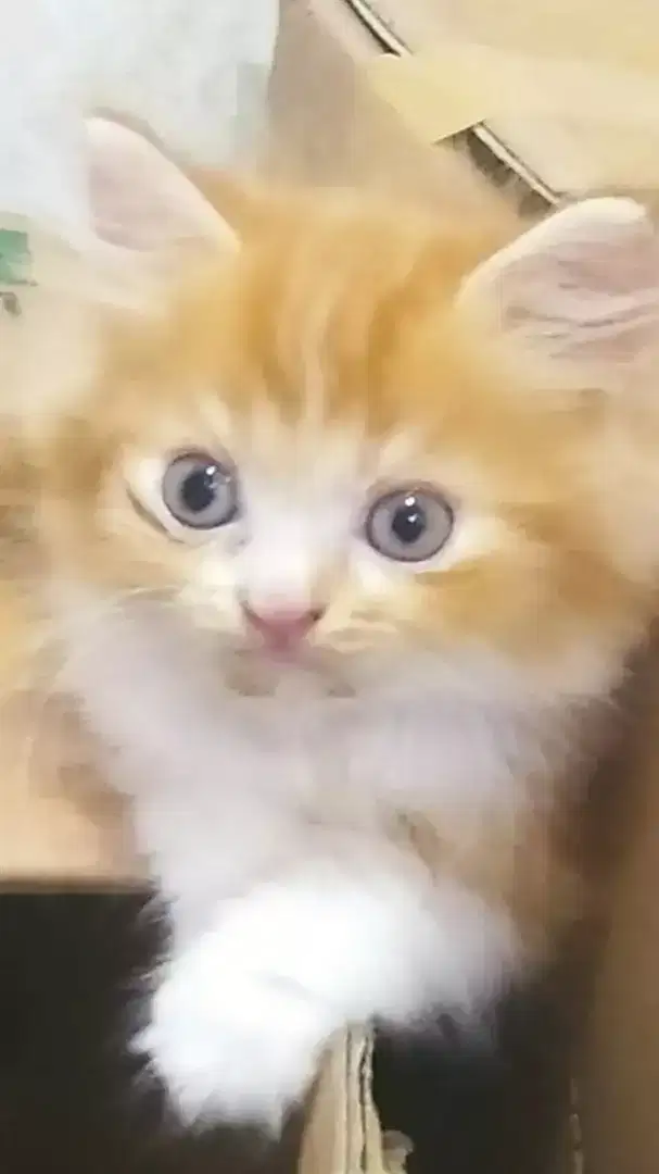 Kitten Persia jantan usia 2 bulan
