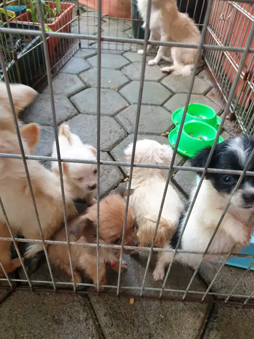 Anjing ras dijual murah