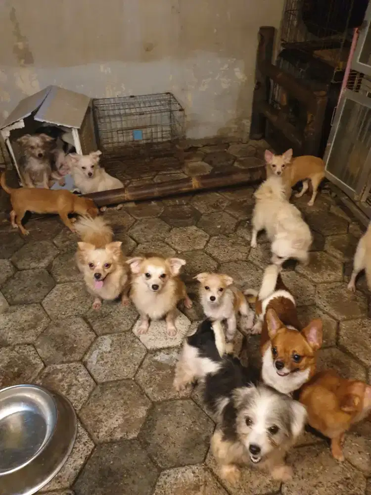 Beli 2 GRATIS 1 Dog ras kecil mini