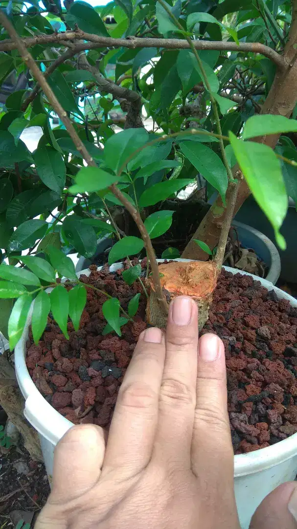 Bahan bonsai anting putri