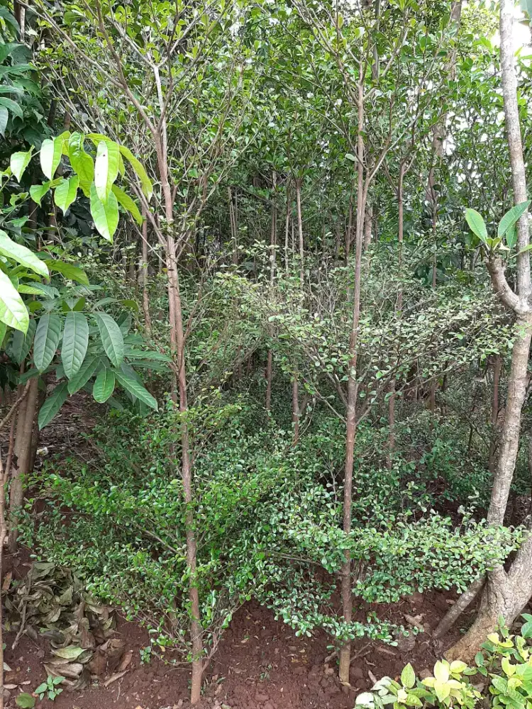 Jual Pohon Ketapang Kencana Tinggi 2  3 meter.