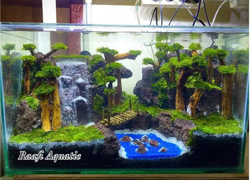 Aquascape life is enjoy