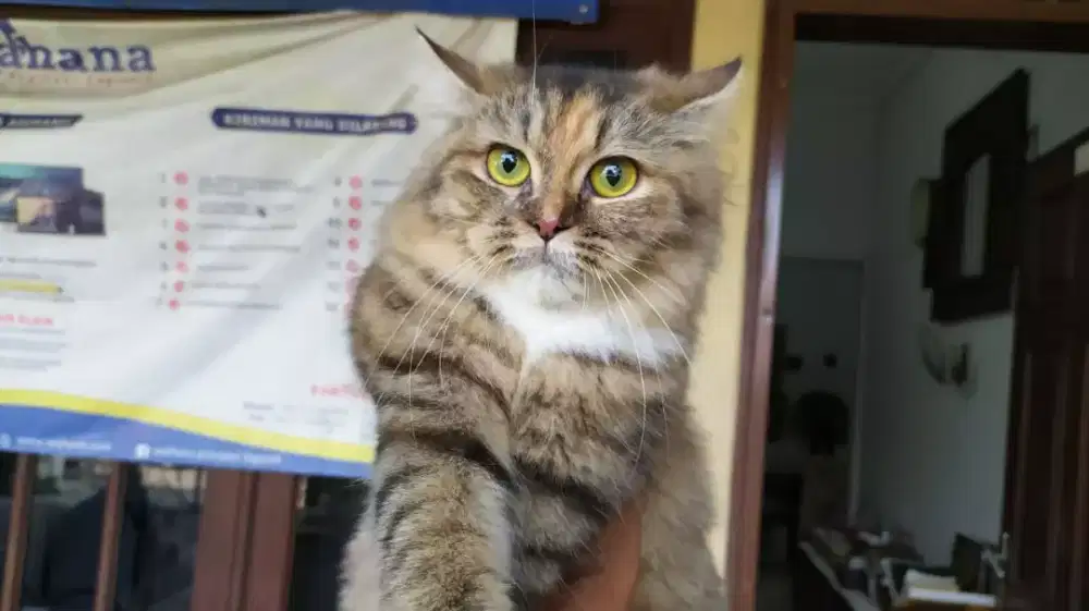 Grooming kucing panggilan