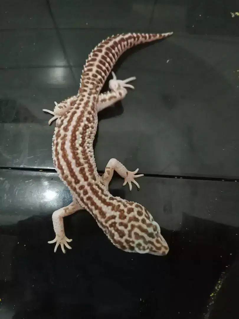 Leopard Gecko Supersnow tremper het Eclipse