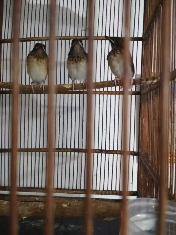 Murai Batu Medan hasil ternakan