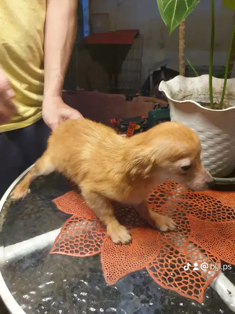 Beli 2 gratis 1 ekor Dog ras kecil amat