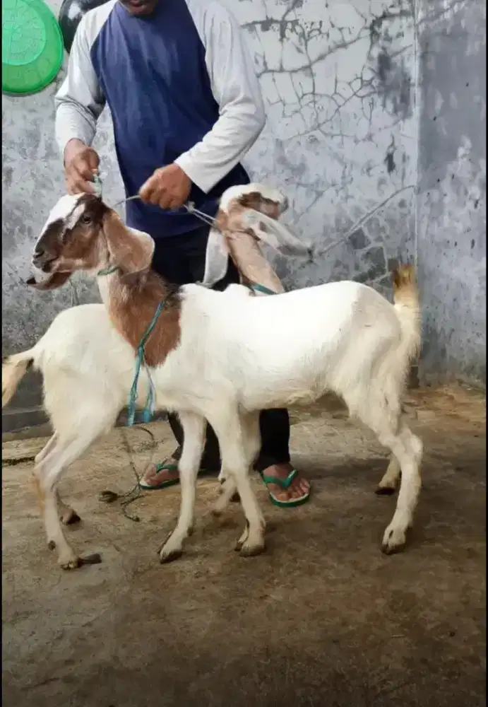 Kambing & Domba Aqiqah dan Qurban Gratis Ongkir