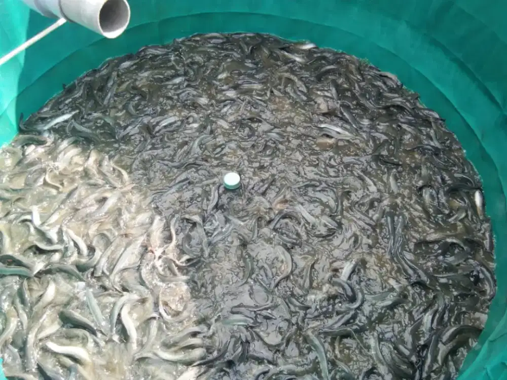 Bibit lele berkualitas Panen kita beli kembali