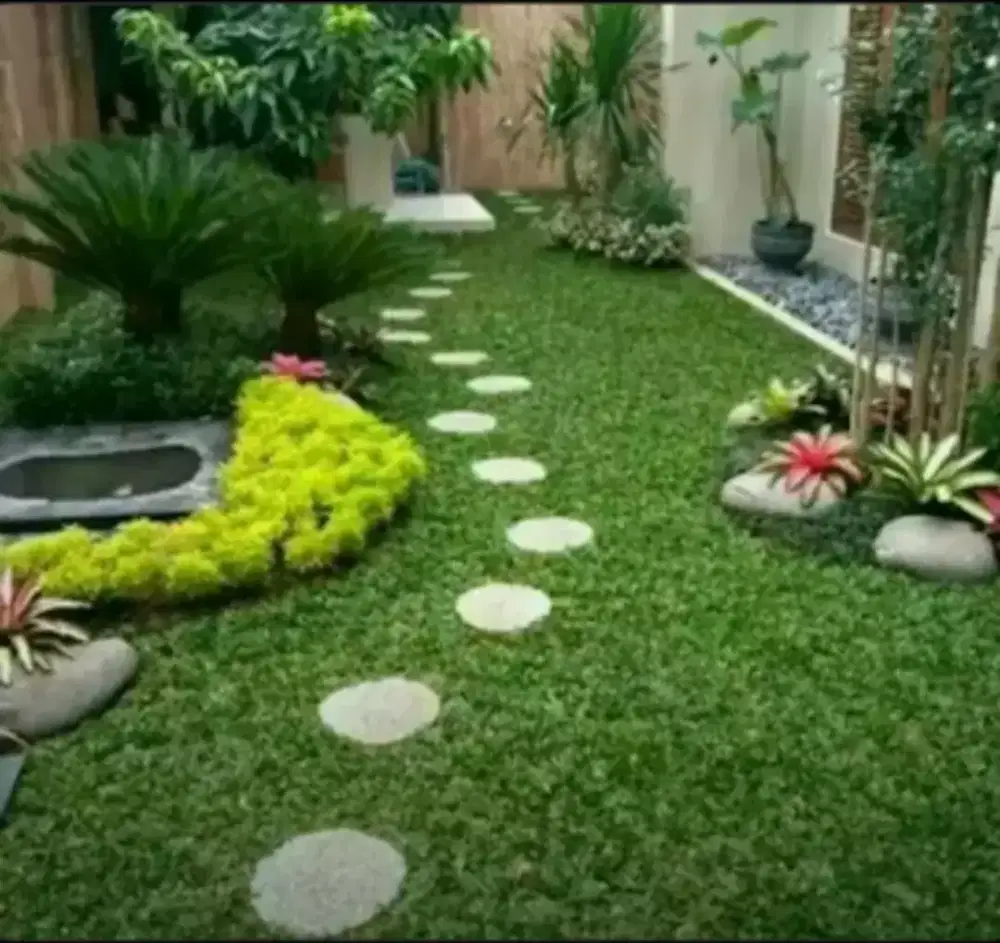 jual rumput gajah mini,