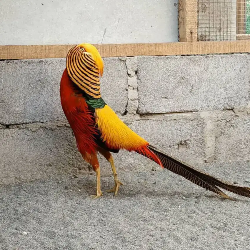 Ayam Golden Pheasant Dewasa sepasang