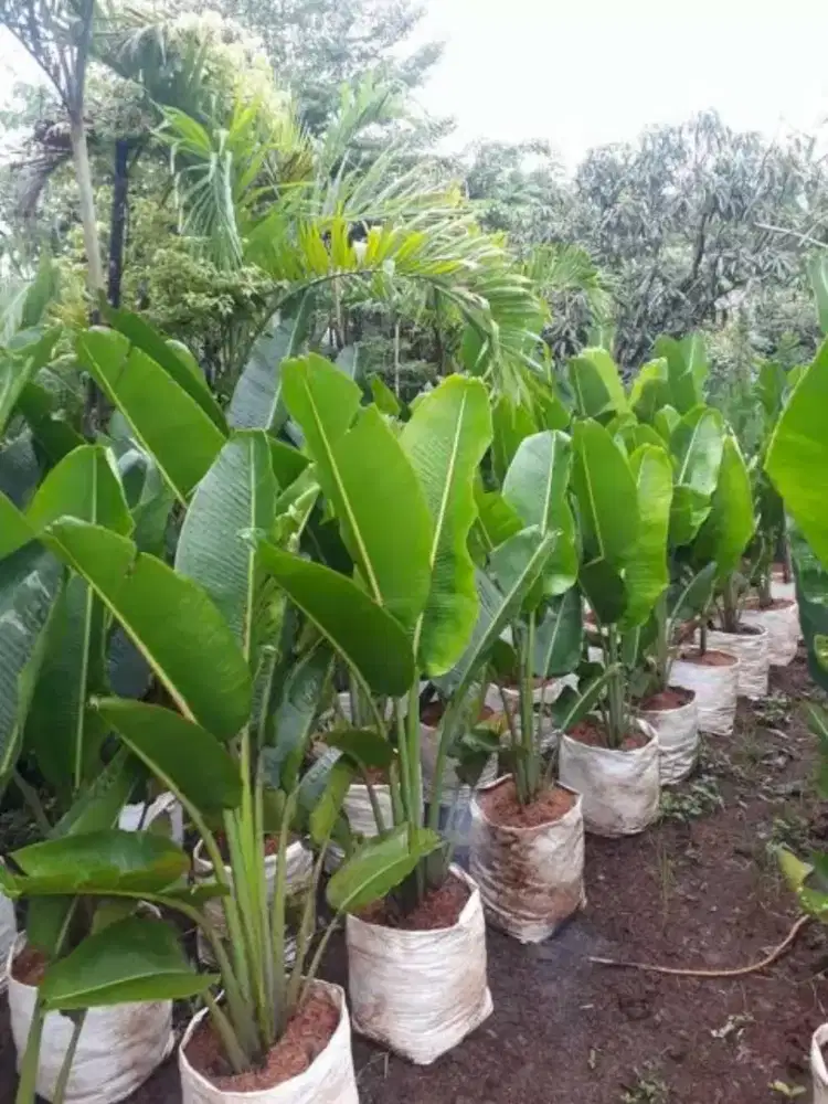 Jual pohon pisang kipas