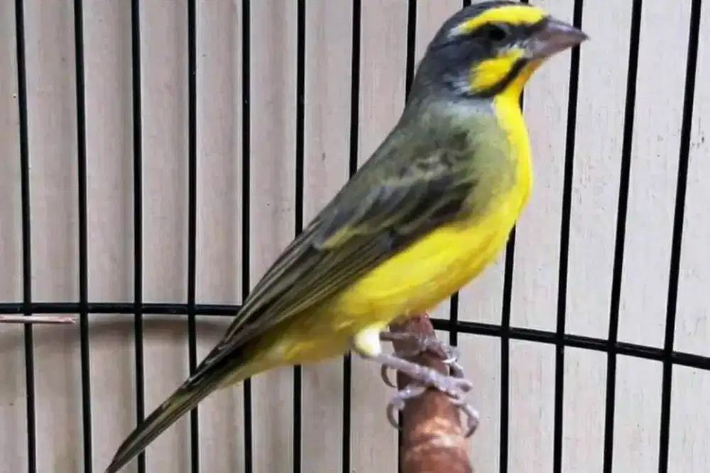 Burung Mozambik gacor
