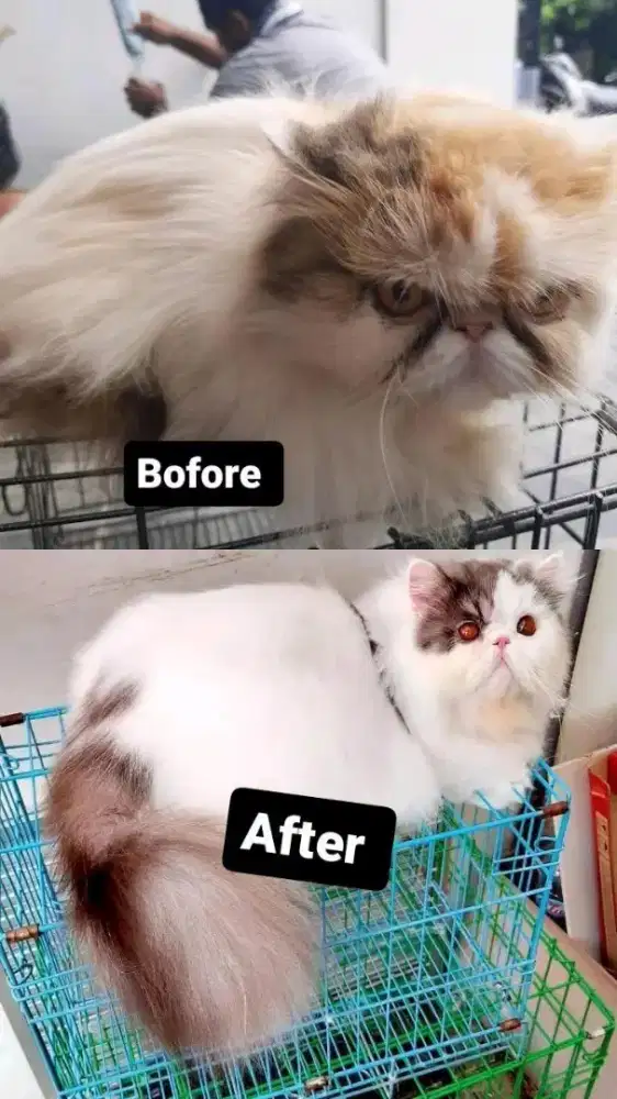 GROOMING CAT&DOG TERDEKAt_juragan pet groooming