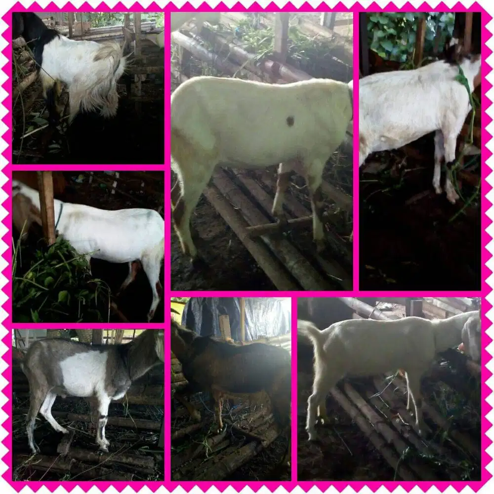 Jual Kambing Paket Aqiqah AMR Semarang