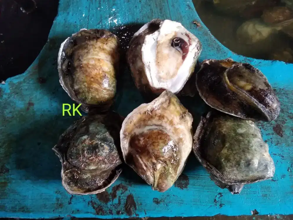 Kerang tiram oyster fresh dari laut
