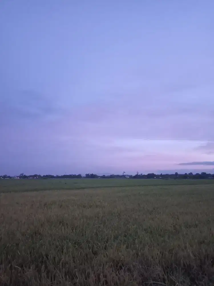 Sari Sutrisno
