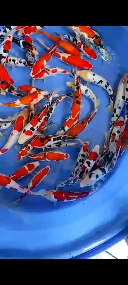 IKAN KOI SANKE BEKO ETC