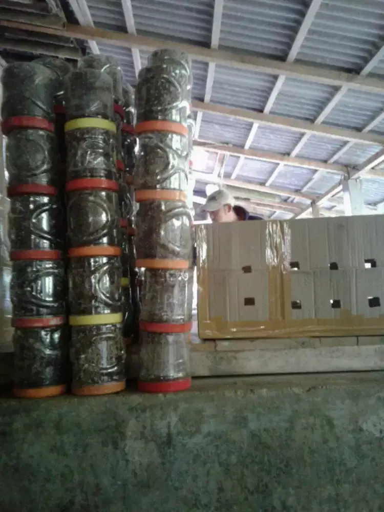 Supplier bibit kroto unggulan