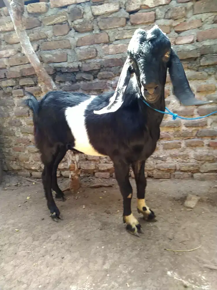 Kambing Kendit jantan