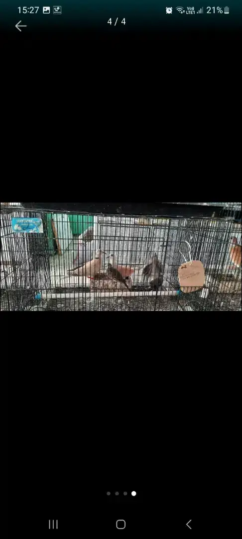 Burung Puter Pengasuh Anak Perkutut