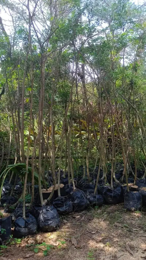 Pohon Ketapang 3 meter peneduh rumah peneduh taman