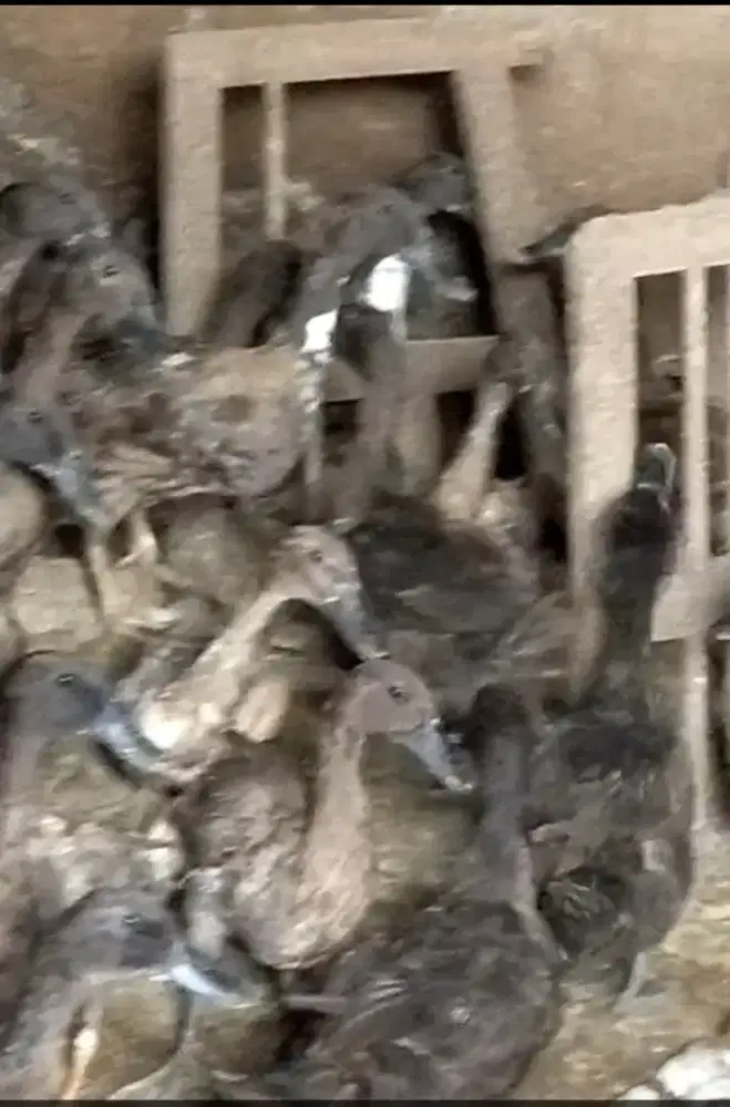 Bebek Petelur betina usia 5 bln