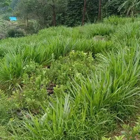 Rumput Odot Pakan Ternak Berprotein