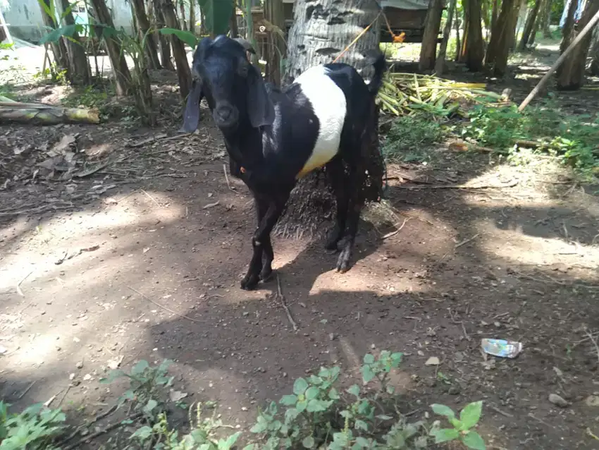 Kambing Kendit jantan