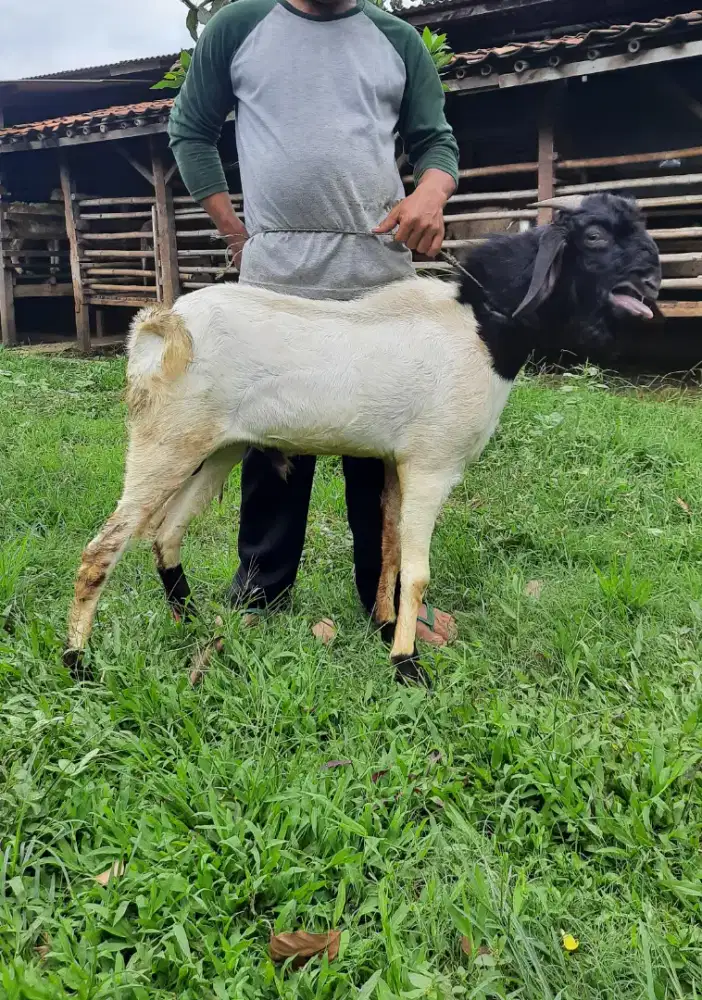Kambing 1 ekor, Kambing Super, Kambing Etawa, Kambing Murah