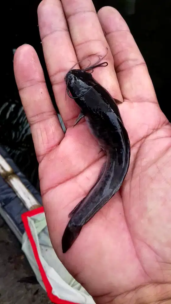 Jual Bibit ikan air tawar