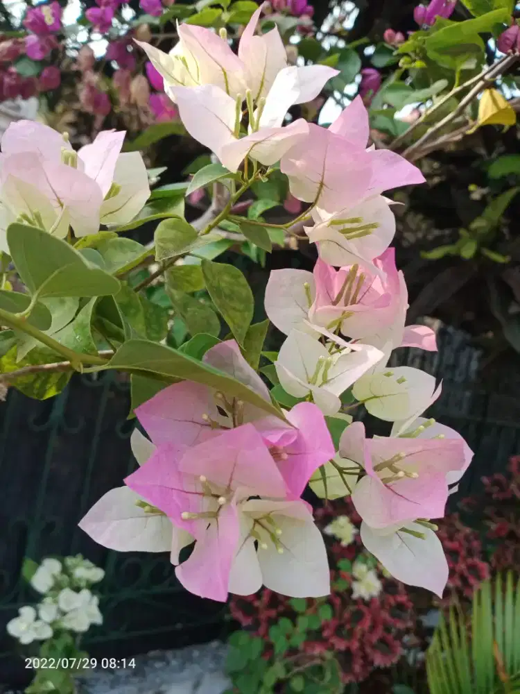 Bibit Bugenvil, Bougenville Bengawan solo sehat, subur, Tanaman Hias