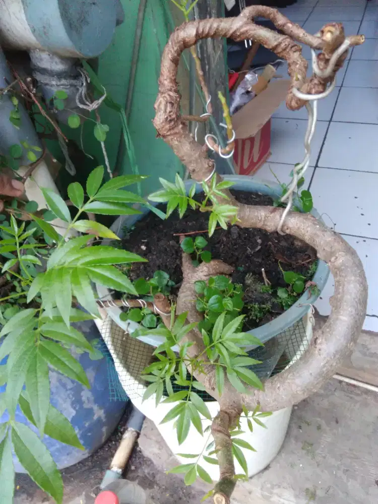 Pohon buah kedongdong unik 30cm