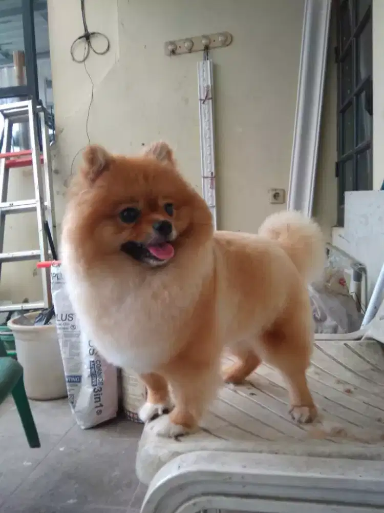 Termurah jasa grooming anjing kucing panggilan cukur bulu mandi rumah