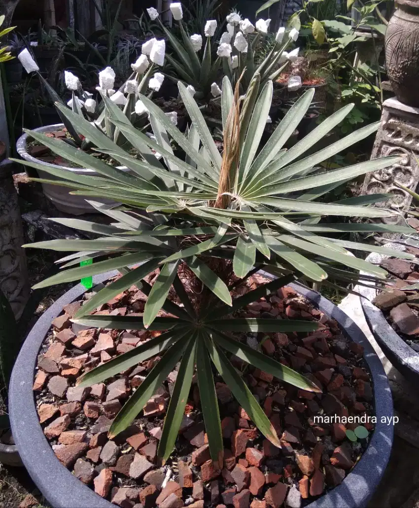 Palm borhidiana coccothrinax borhidiana