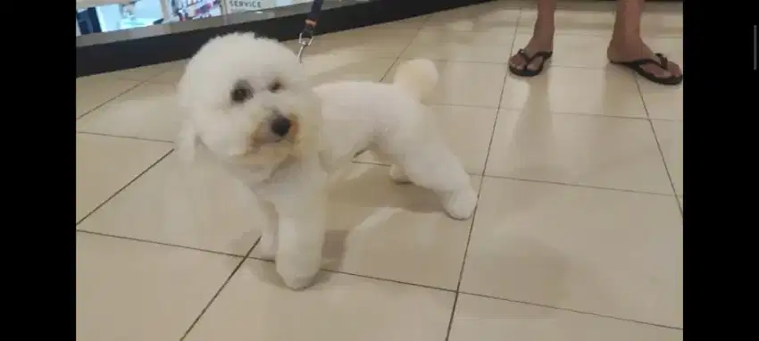 Snow White Poodle jantan