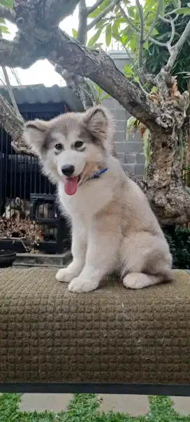 Beli anjing 2024 alaskan malamute