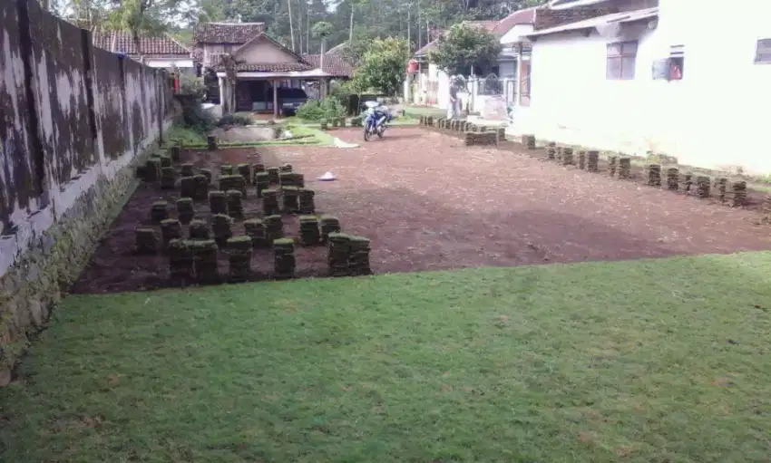 Tukan Rumput Hias Gorontalo