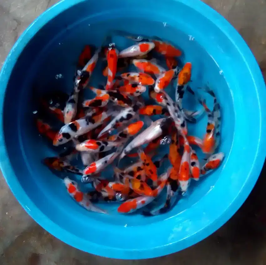 Jual ikan koi 10cm paket 100 ekor