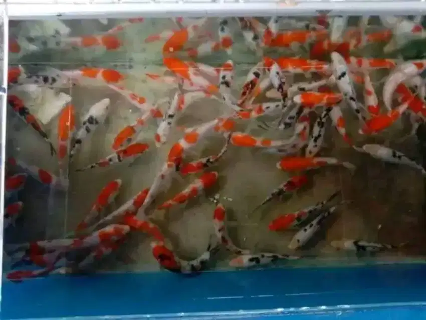 Jual bibit ikan koi 15cm