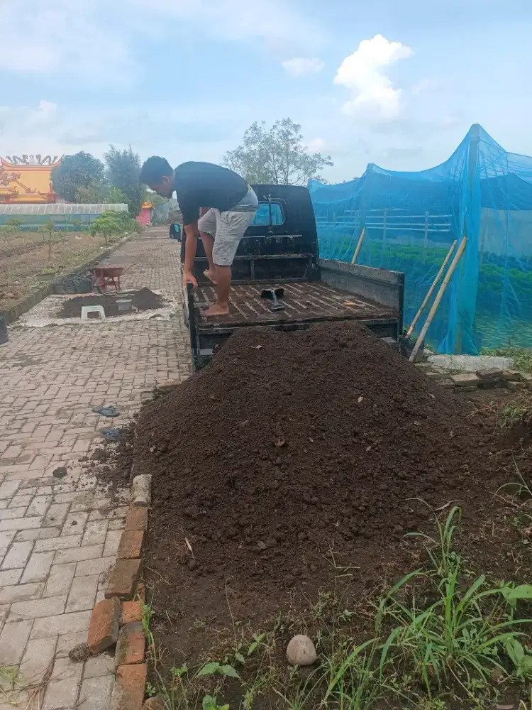 Distributor tanah hitam humus