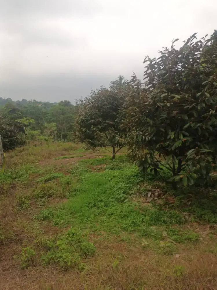 Di Jual Tanah Kebun Luas Ha Harga Rb M Tanah