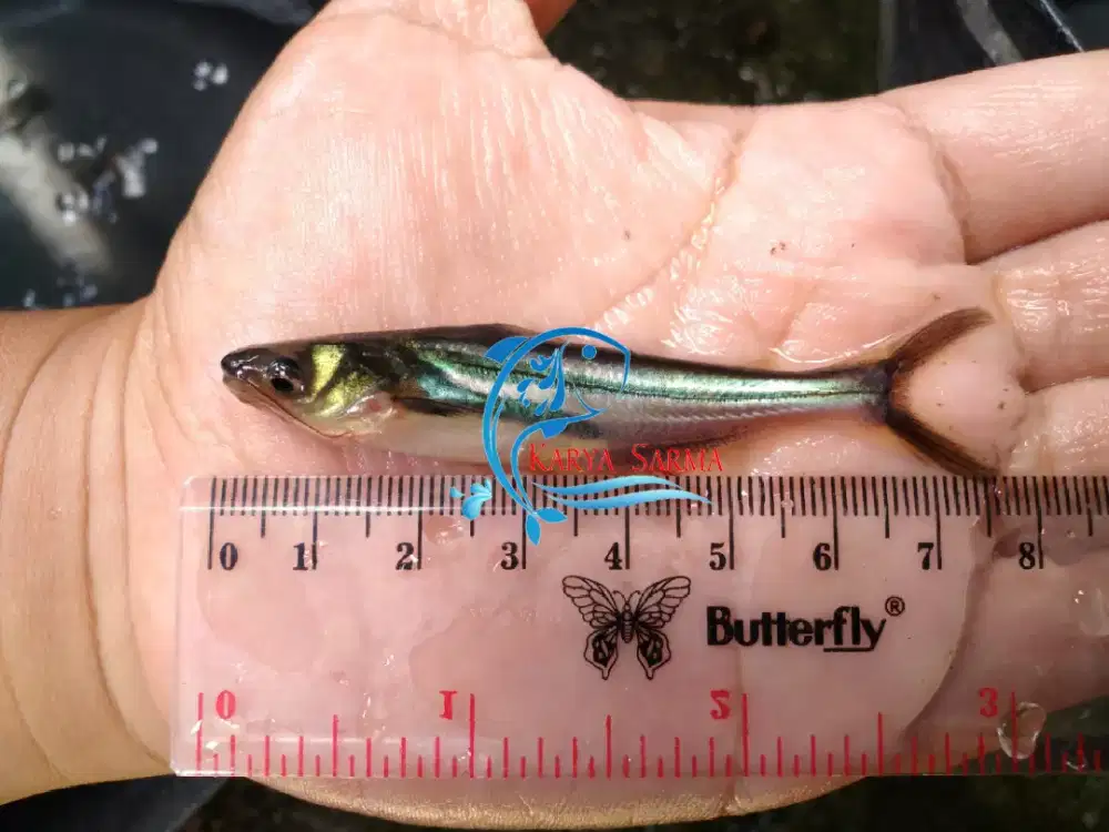 Bibit Ikan Patin Hitam ± 3 inchi / Benih Ikan Patin Hitam ± 3 inchi