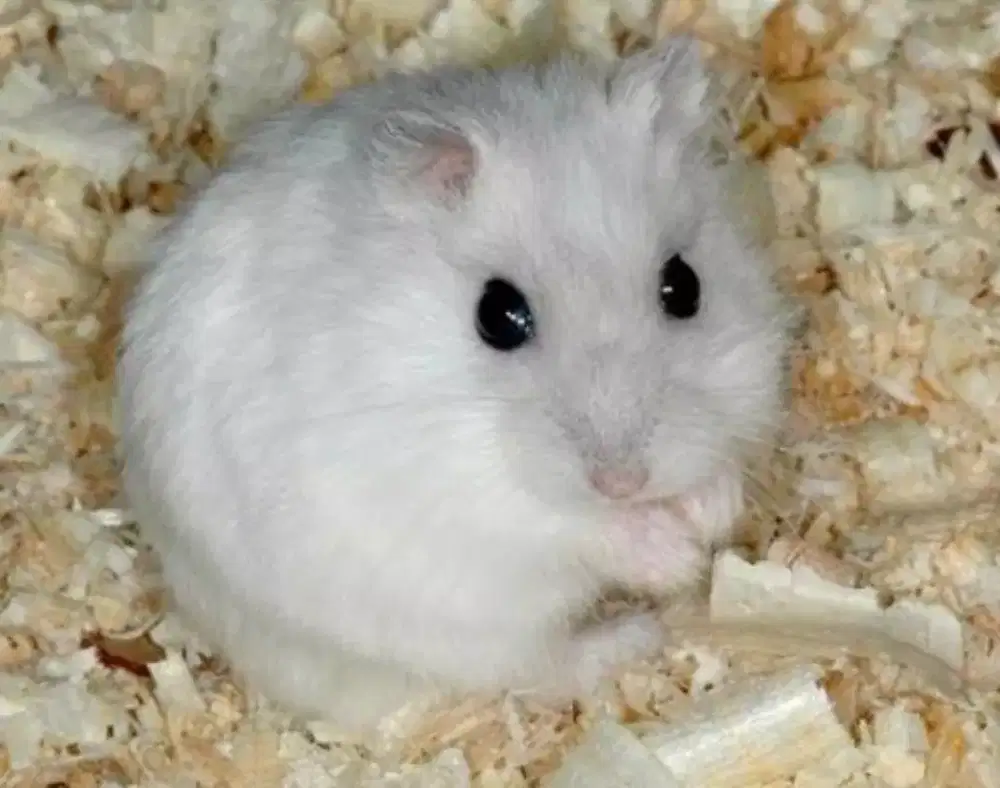 HAMSTER JINAK DAN LUCU