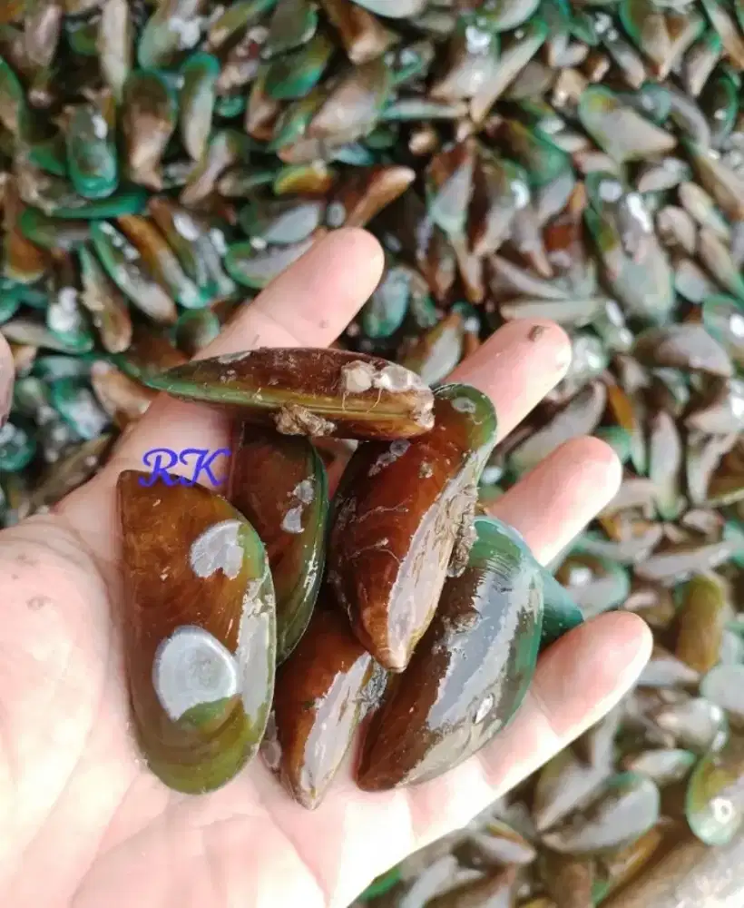 Kerang hijau fresh langaung dari laut