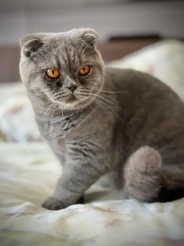 Scottish Fold Male kuping double fold nonped