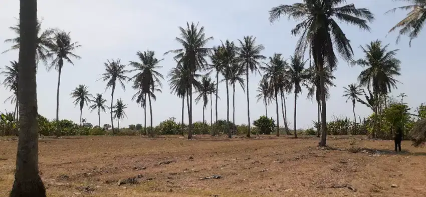 Tanah murah dekat pantai pengantap samara