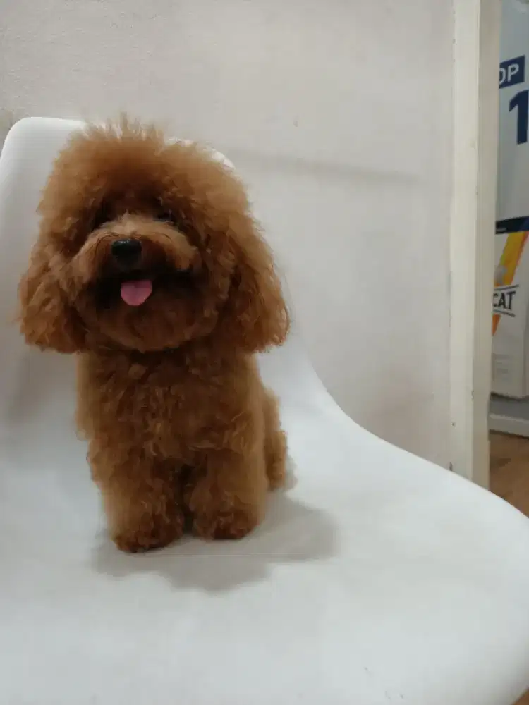 Jual Anjing Podle SMART