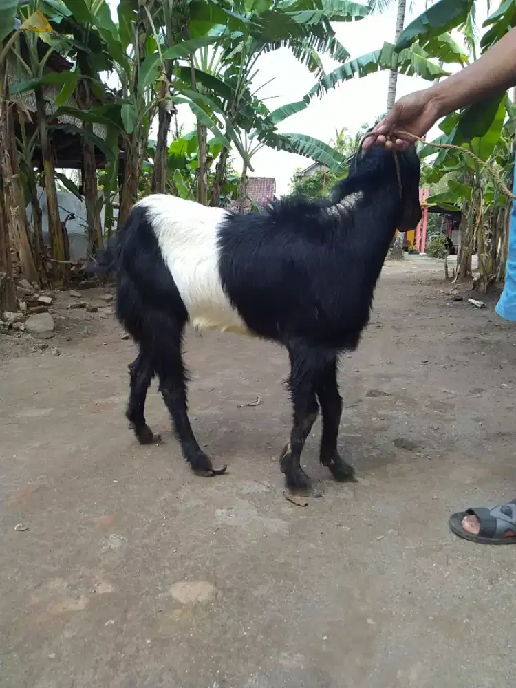 Kambing Kendit jantan